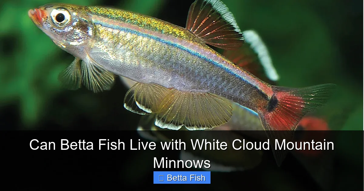 Can Betta Fish Live with White Cloud Mountain Minnows