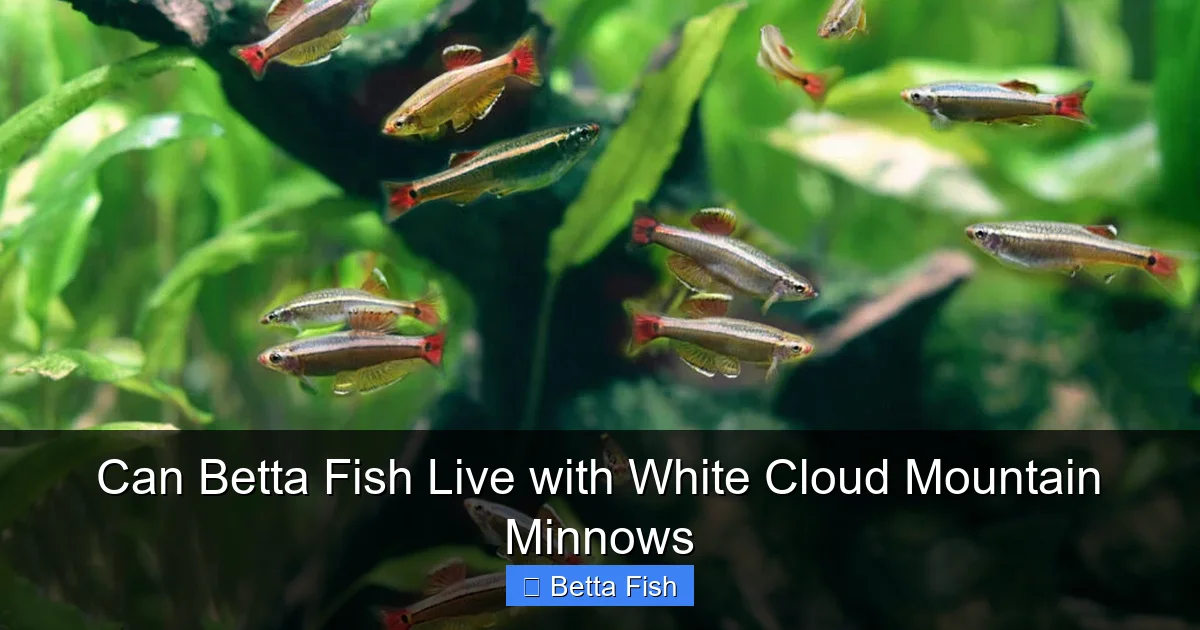 Can Betta Fish Live with White Cloud Mountain Minnows