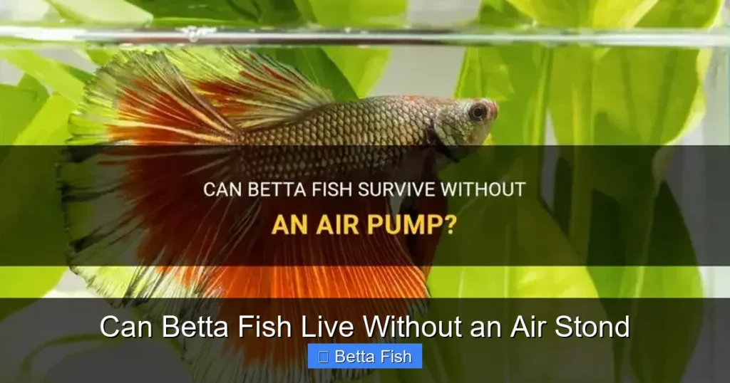 Can Betta Fish Live Without an Air Stond