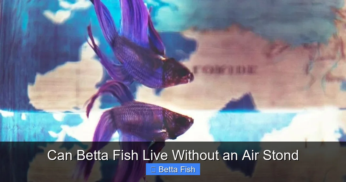 Can Betta Fish Live Without an Air Stond
