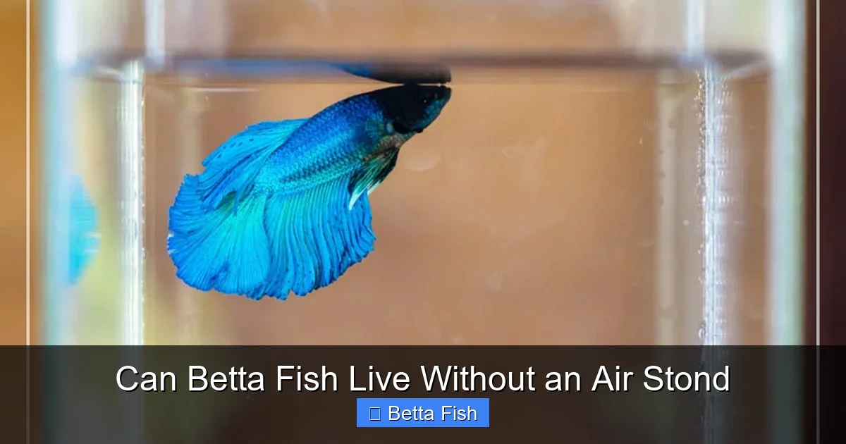 Can Betta Fish Live Without an Air Stond
