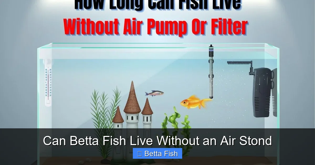 Can Betta Fish Live Without an Air Stond