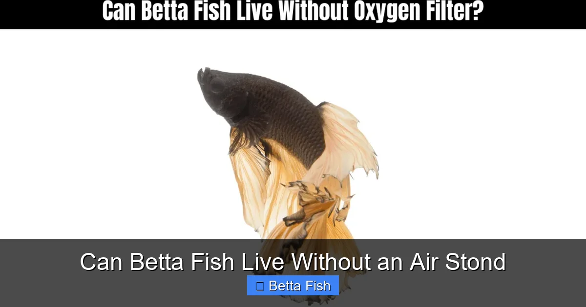 Can Betta Fish Live Without an Air Stond