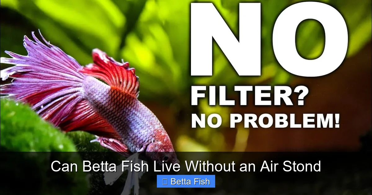 Can Betta Fish Live Without an Air Stond