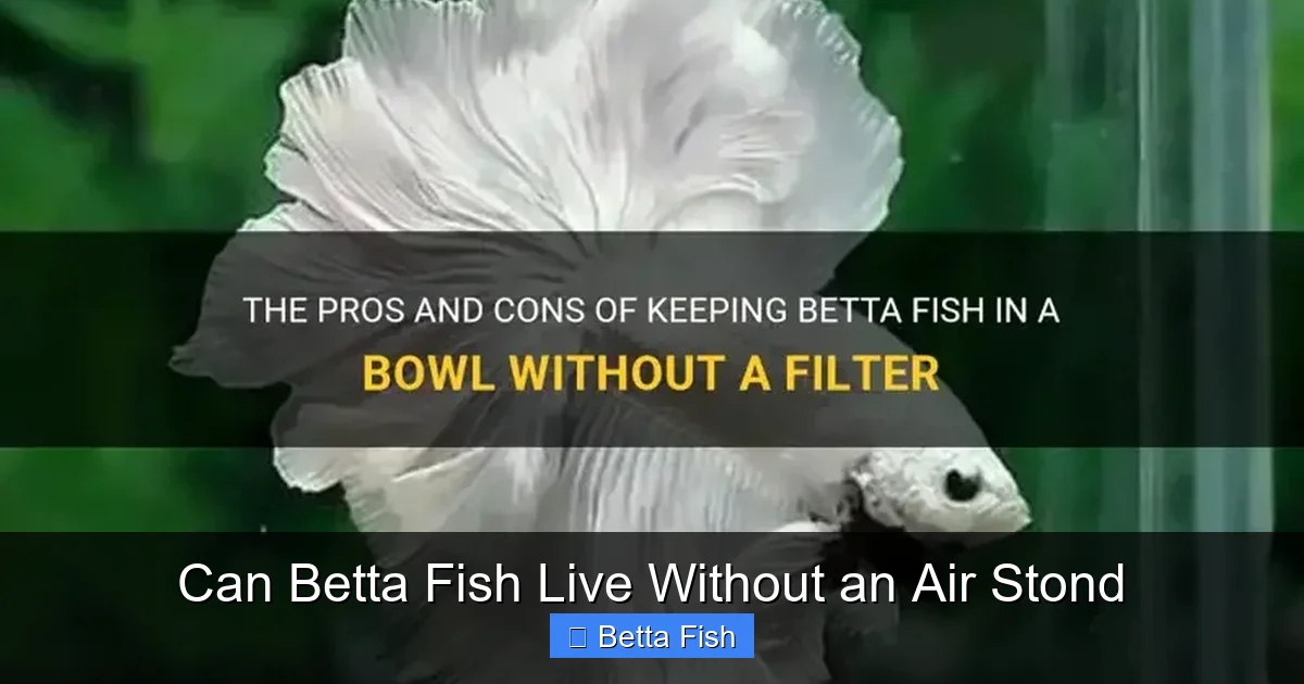 Can Betta Fish Live Without an Air Stond