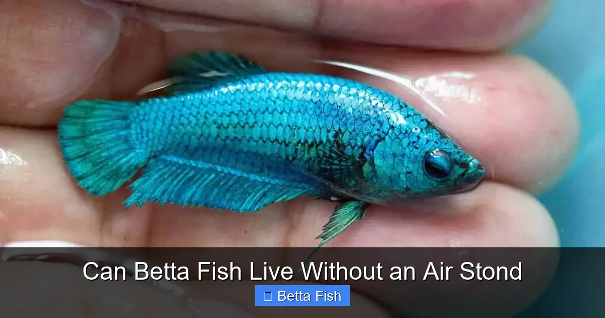 Can Betta Fish Live Without an Air Stond