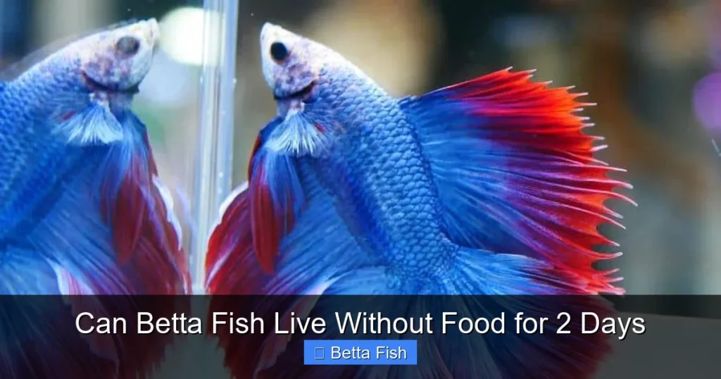 Can Betta Fish Live Without Food for 2 Days