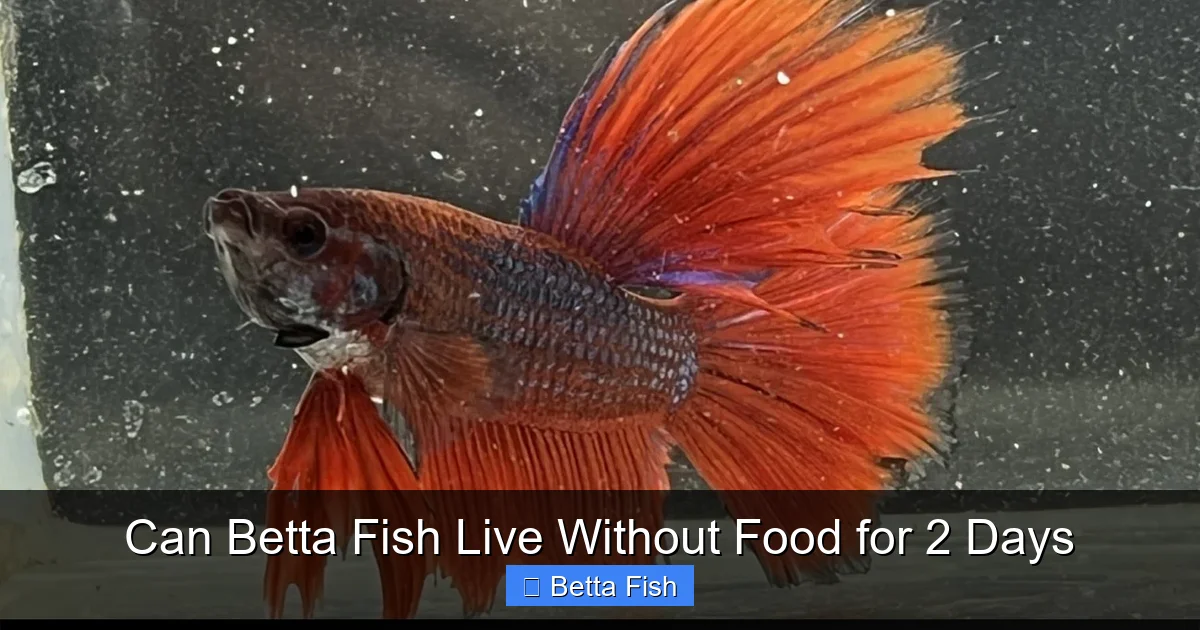 Can Betta Fish Live Without Food for 2 Days