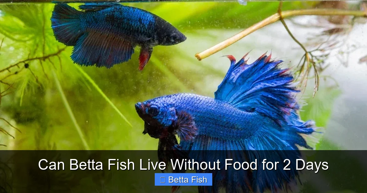 Can Betta Fish Live Without Food for 2 Days