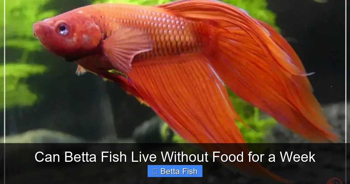 Can Betta Fish Live Without Food for a Week