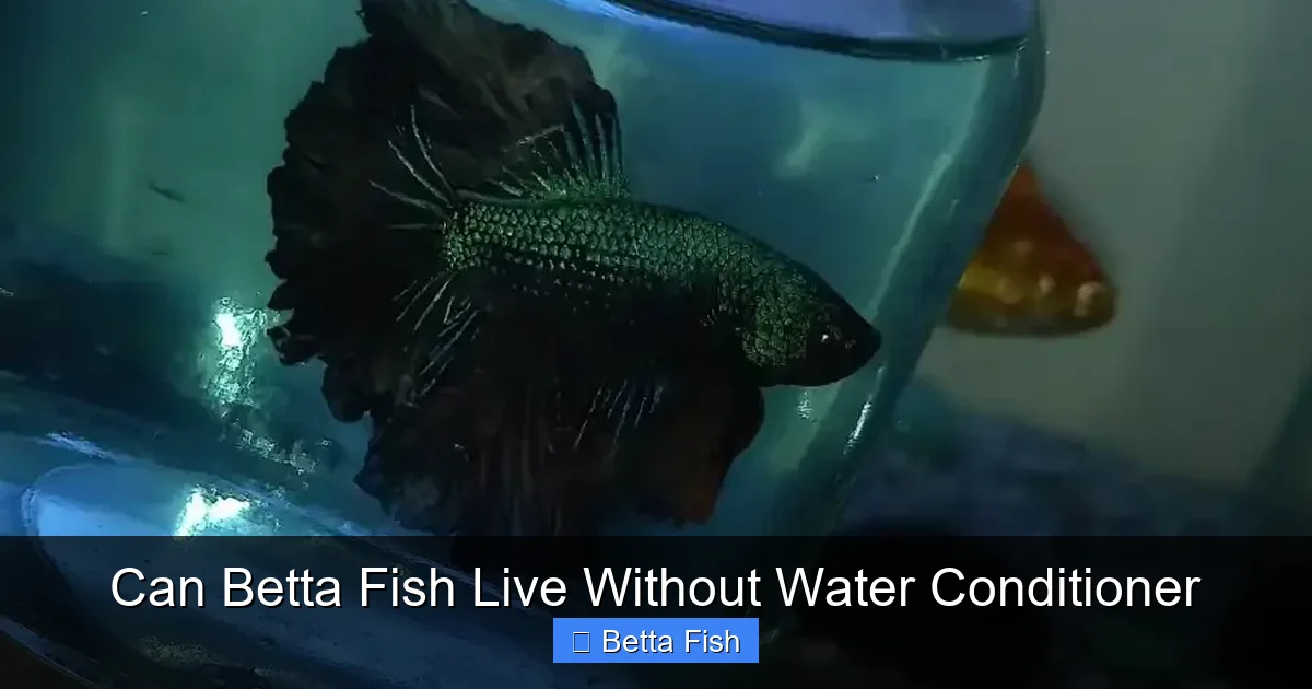 Can Betta Fish Live Without Water Conditioner