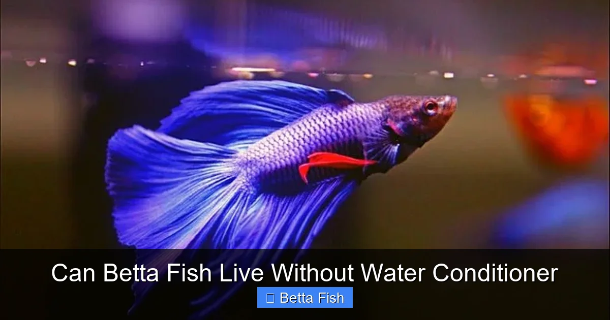 Can Betta Fish Live Without Water Conditioner