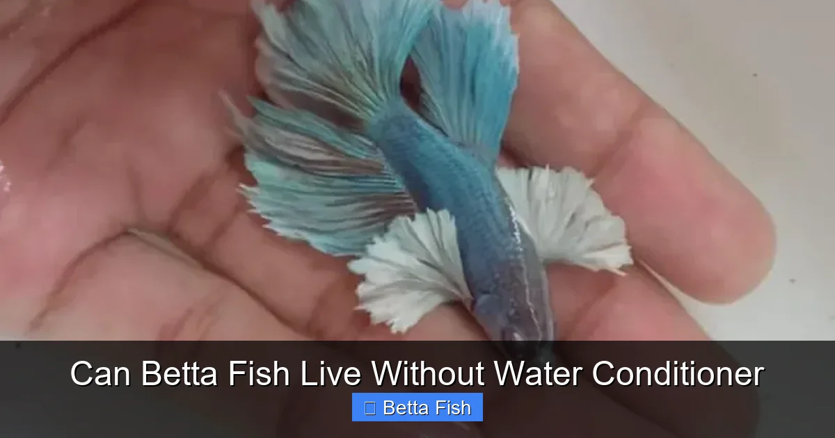 Can Betta Fish Live Without Water Conditioner