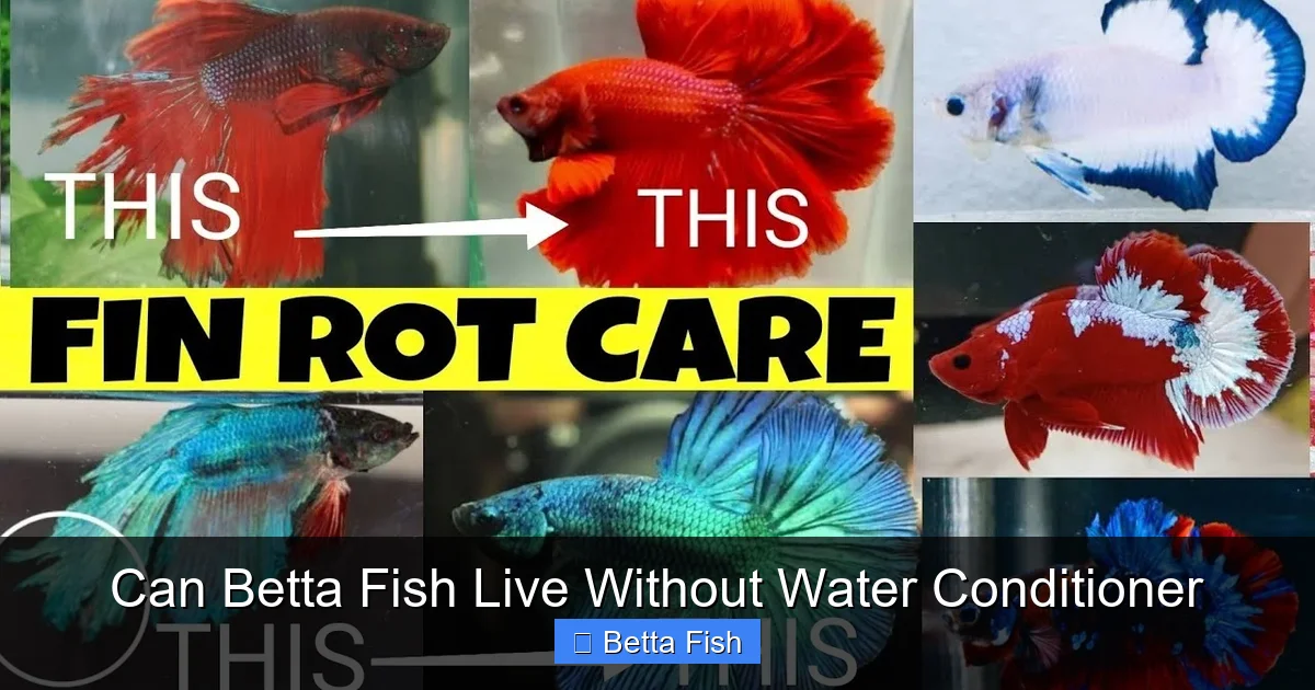 Can Betta Fish Live Without Water Conditioner
