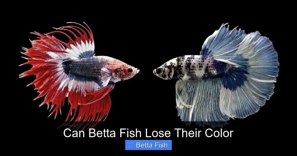Can Betta Fish Lose Their Color