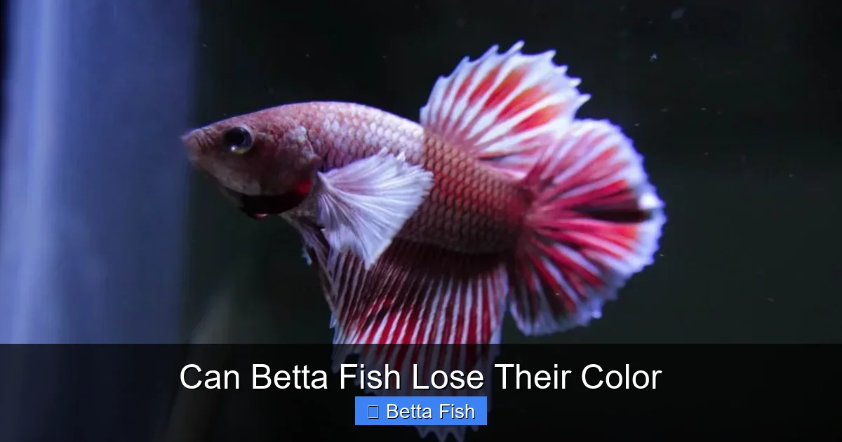 Can Betta Fish Lose Their Color