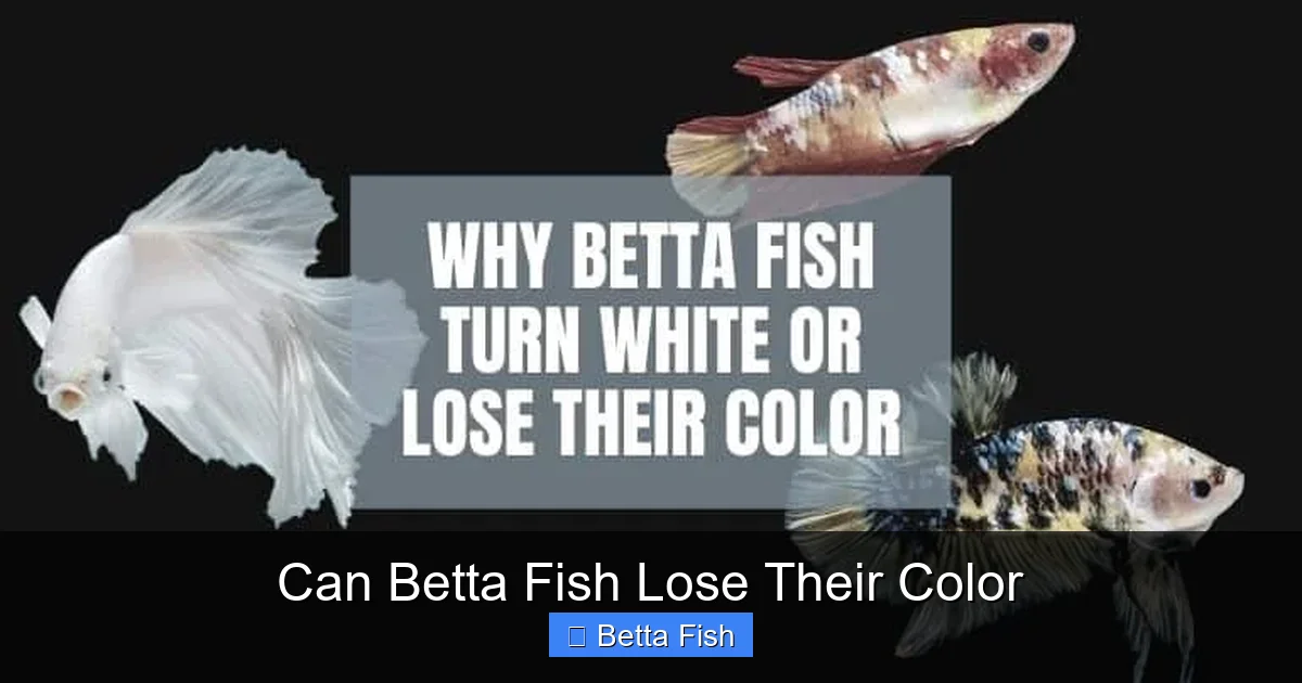 Can Betta Fish Lose Their Color