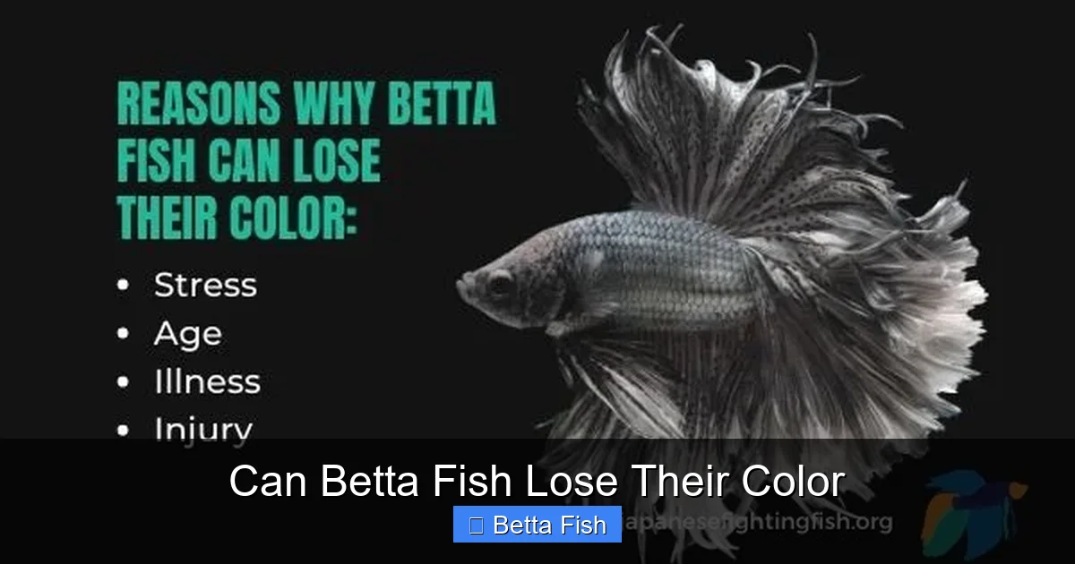 Can Betta Fish Lose Their Color