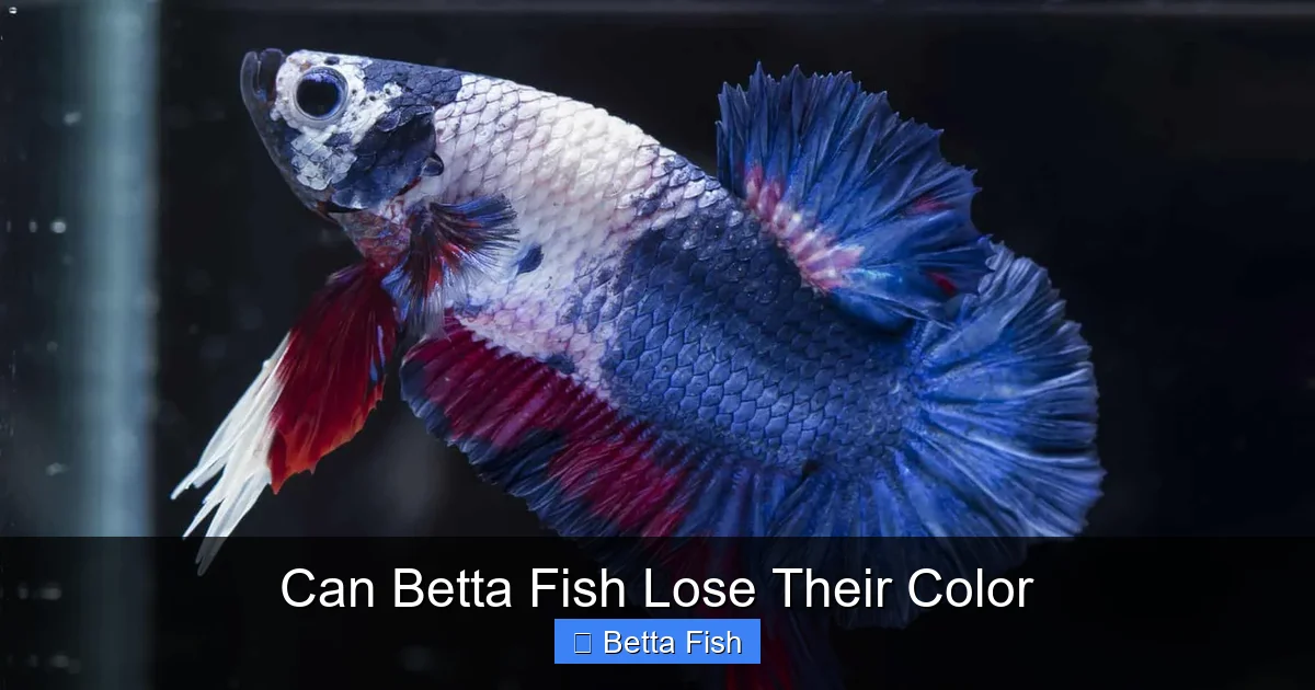 Can Betta Fish Lose Their Color