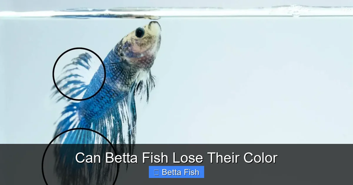 Can Betta Fish Lose Their Color