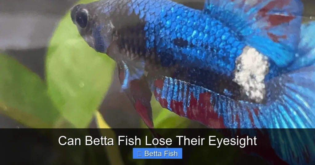 Can Betta Fish Lose Their Eyesight