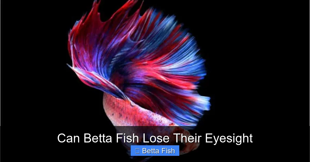 Can Betta Fish Lose Their Eyesight