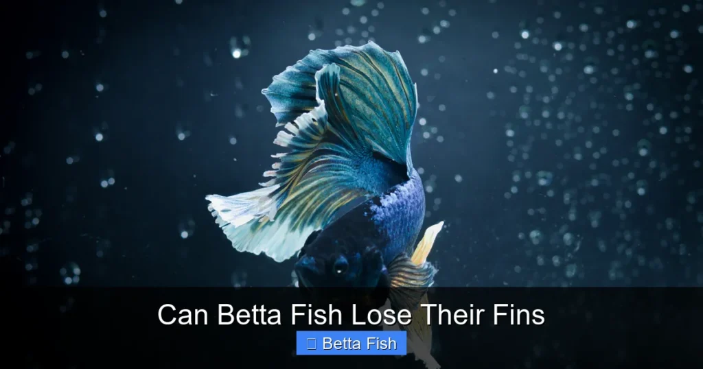Can Betta Fish Lose Their Fins