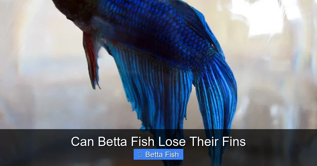 Can Betta Fish Lose Their Fins