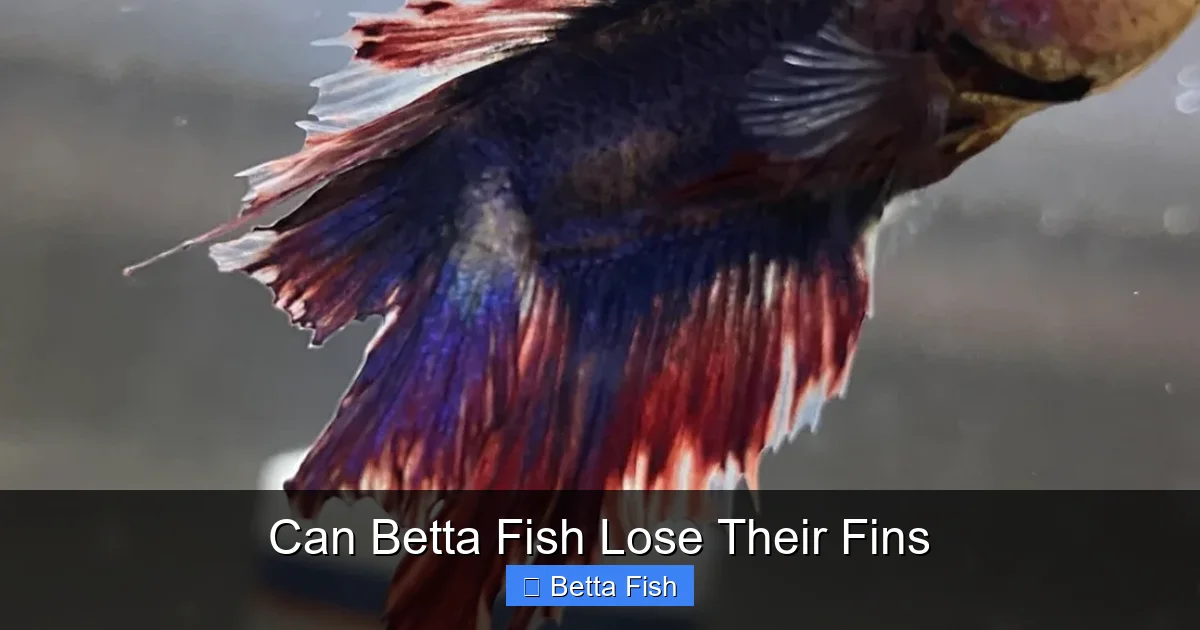 Can Betta Fish Lose Their Fins