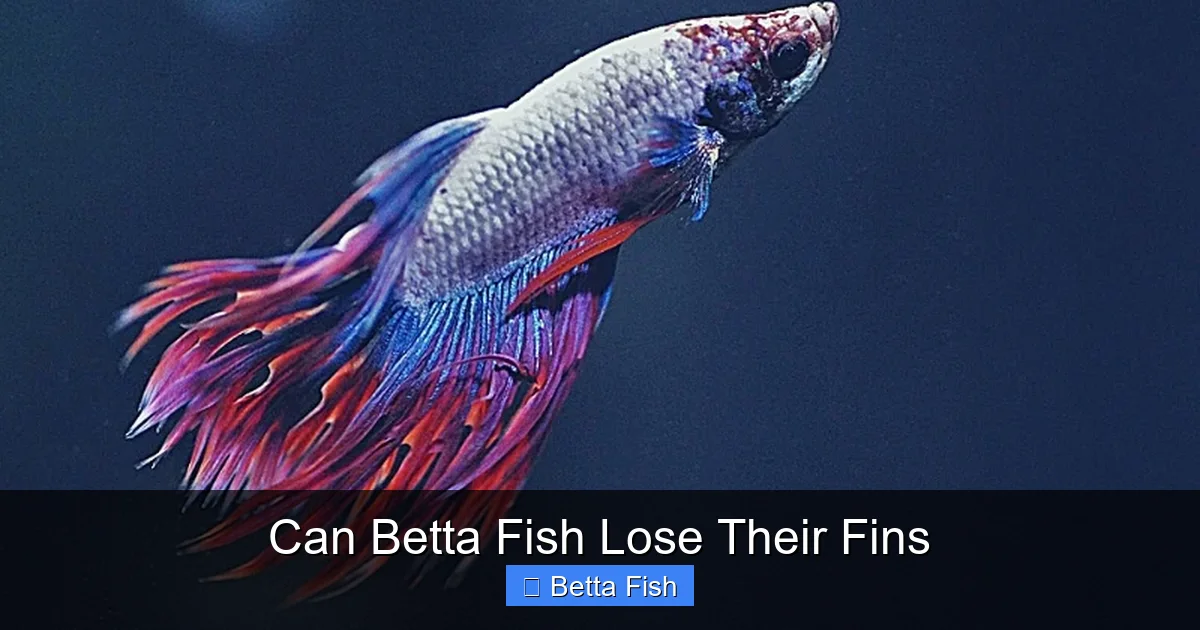 Can Betta Fish Lose Their Fins