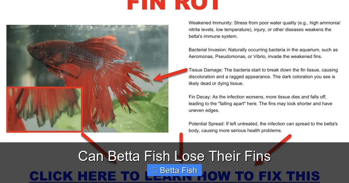 Can Betta Fish Lose Their Fins