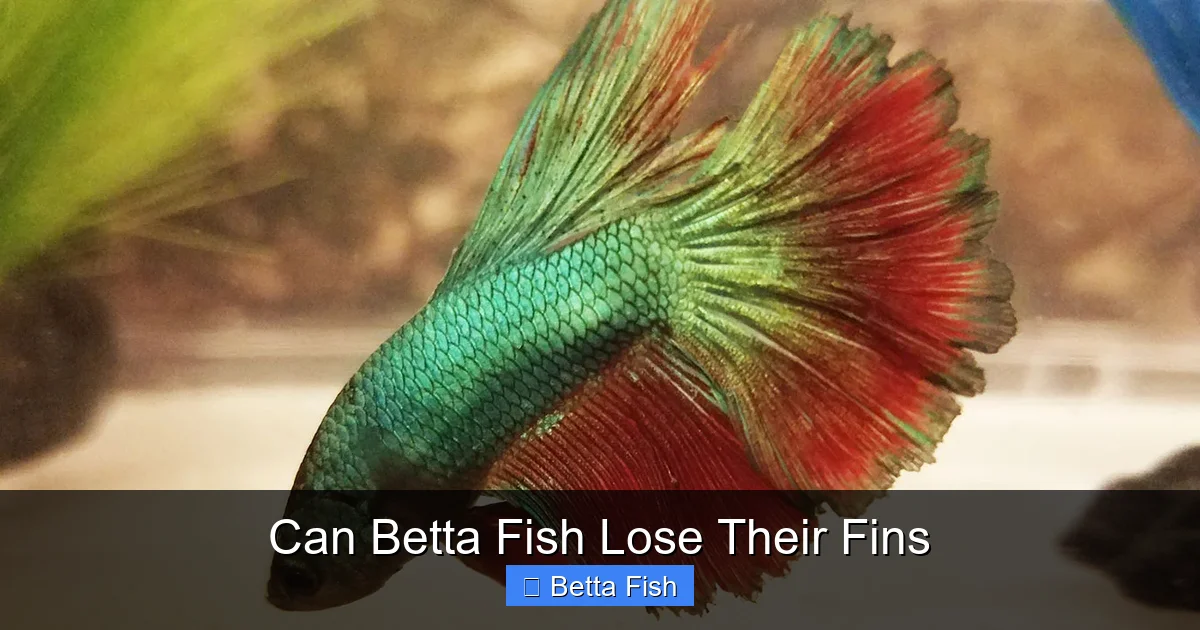 Can Betta Fish Lose Their Fins