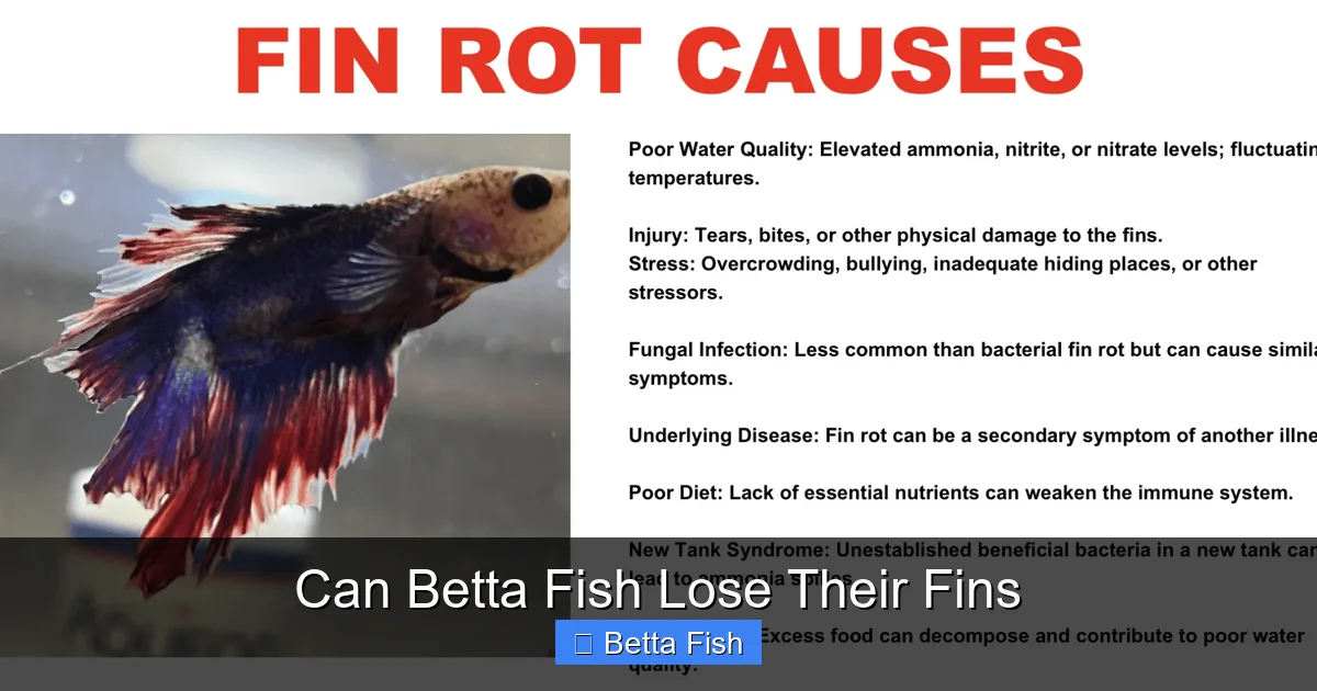 Can Betta Fish Lose Their Fins