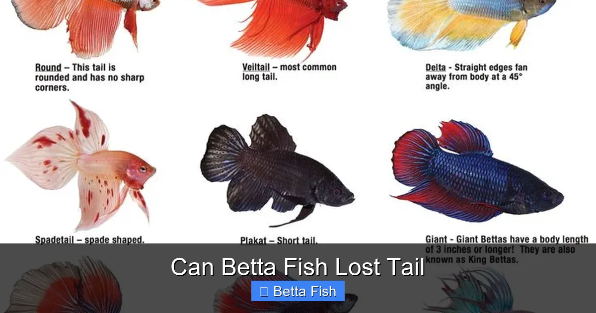 Can Betta Fish Lost Tail