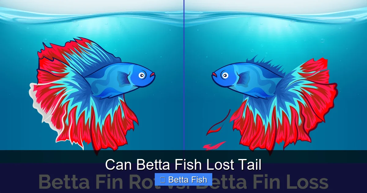 Can Betta Fish Lost Tail
