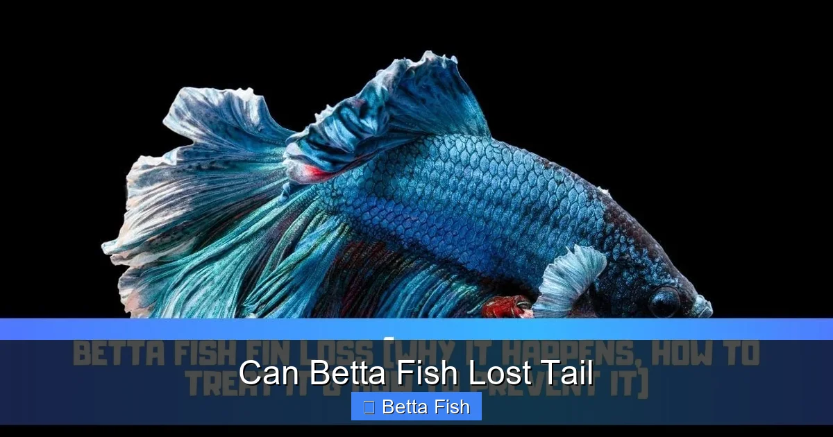 Can Betta Fish Lost Tail