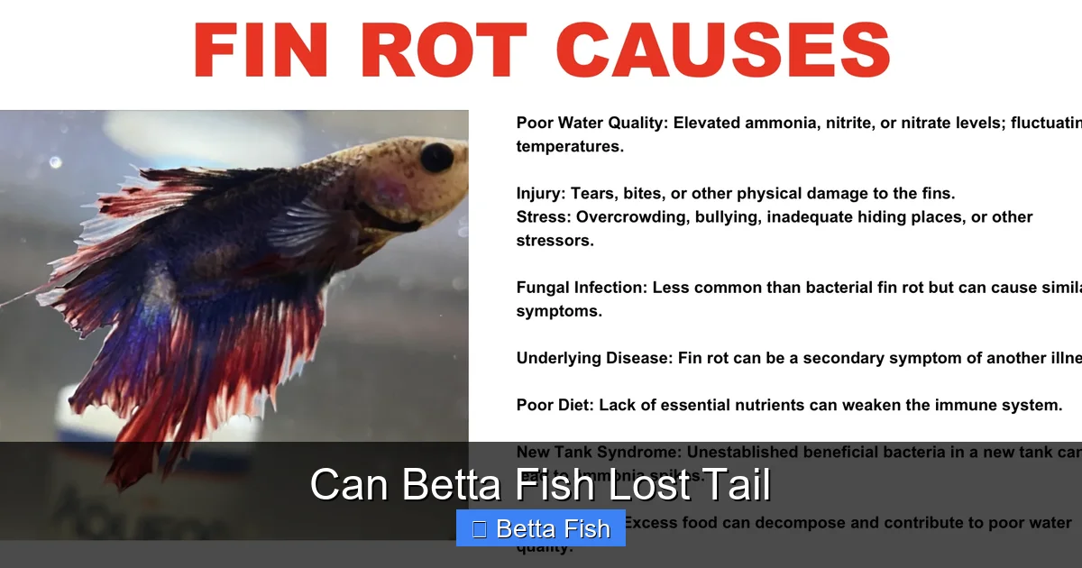 Can Betta Fish Lost Tail