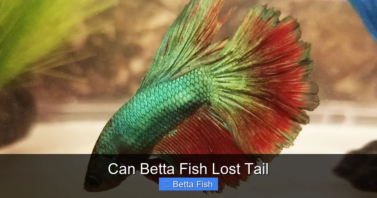 Can Betta Fish Lost Tail
