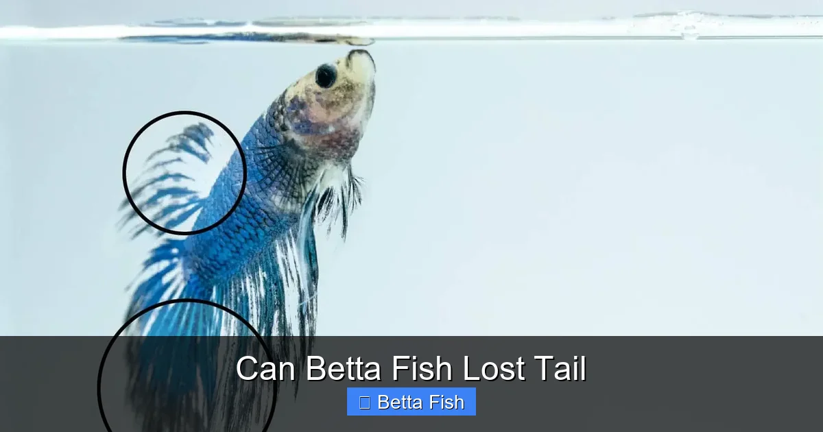 Can Betta Fish Lost Tail
