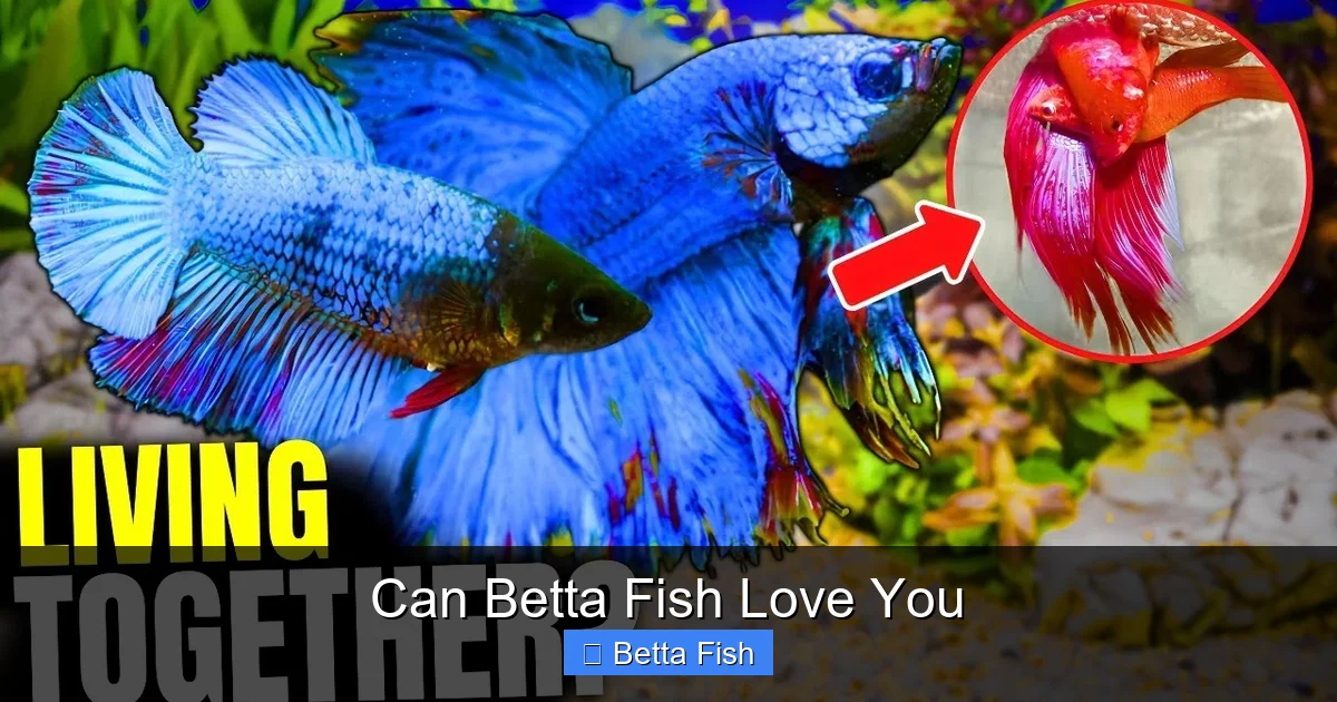 Can Betta Fish Love You