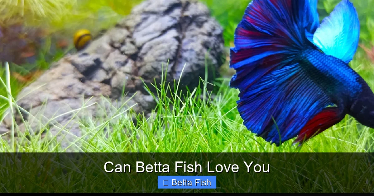 Can Betta Fish Love You