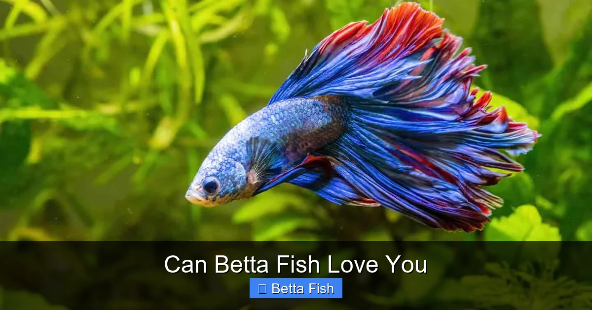 Can Betta Fish Love You