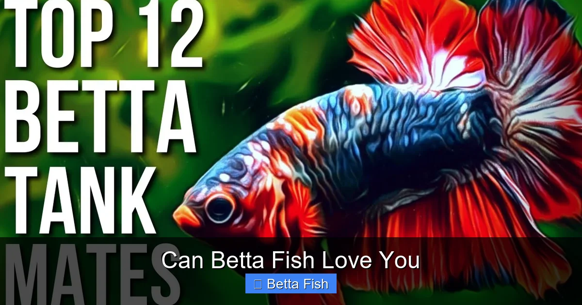 Can Betta Fish Love You