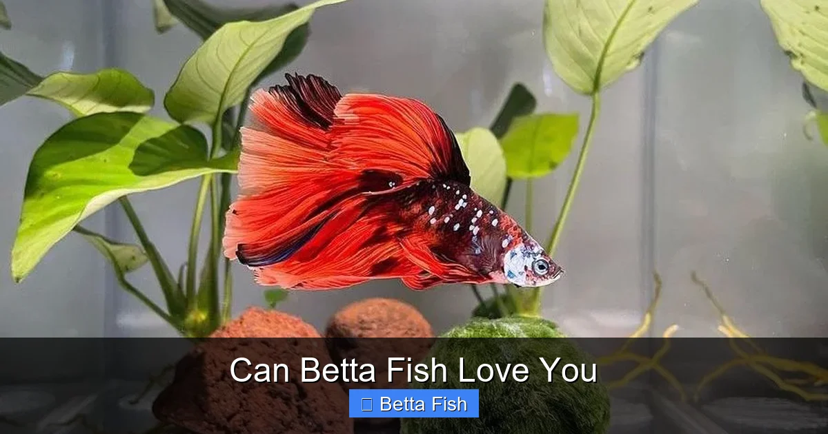 Can Betta Fish Love You
