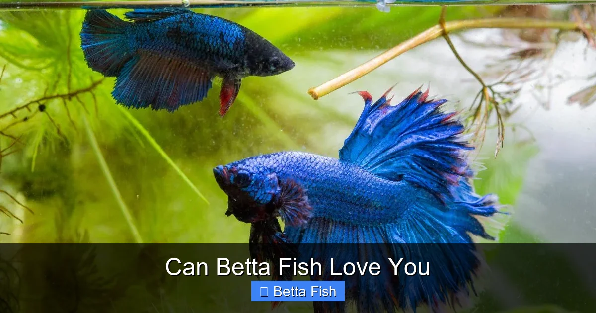 Can Betta Fish Love You