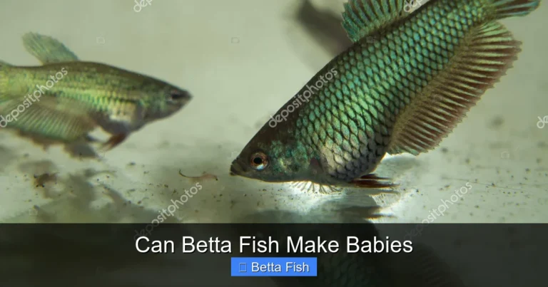 Can Betta Fish Make Babies