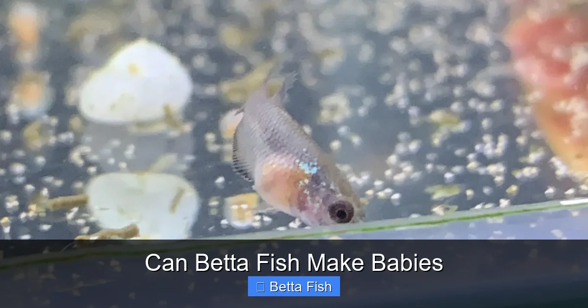Can Betta Fish Make Babies