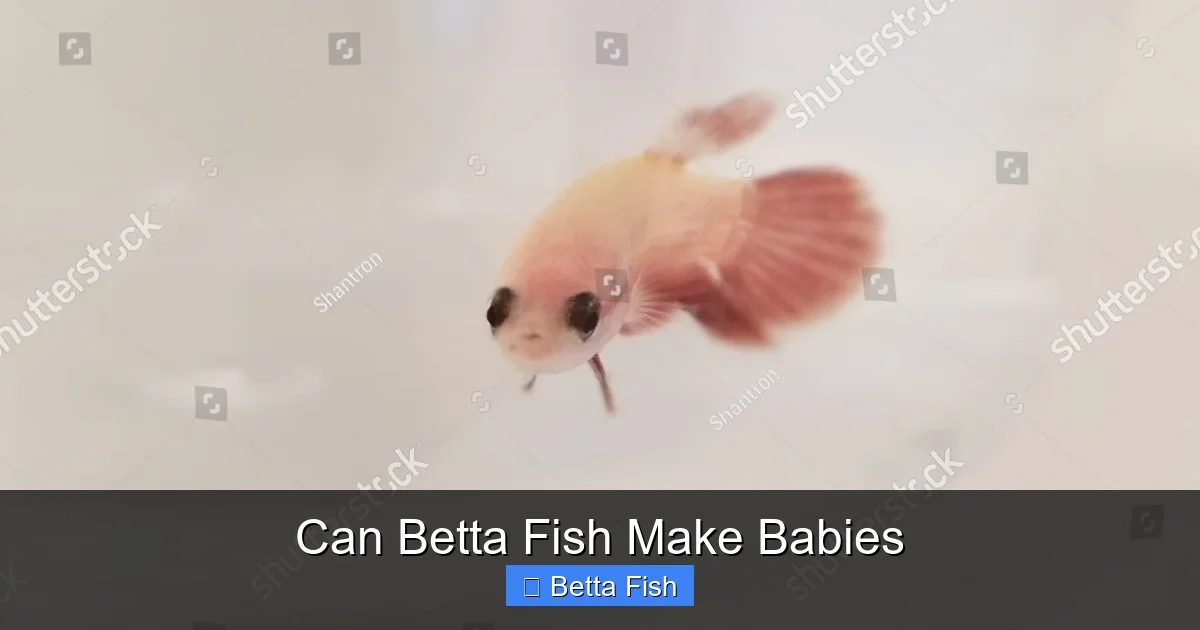 Can Betta Fish Make Babies