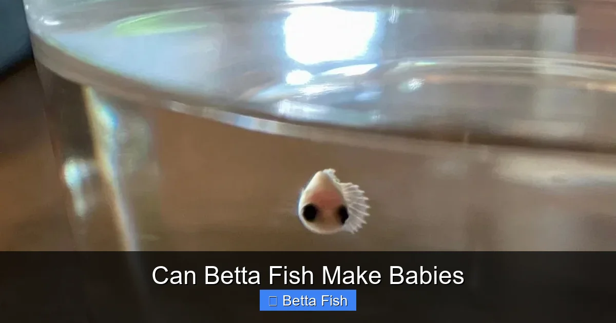 Can Betta Fish Make Babies