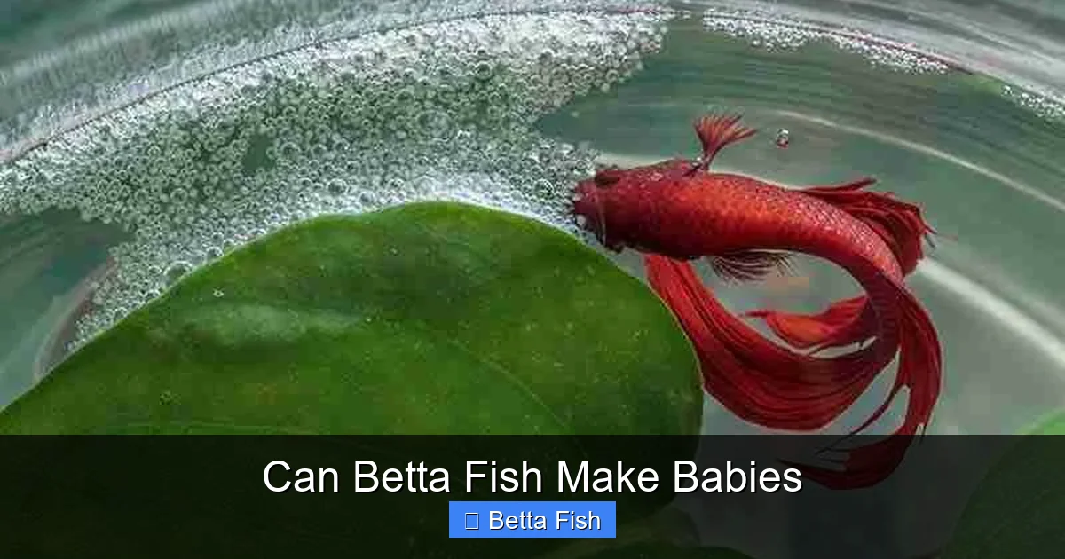 Can Betta Fish Make Babies